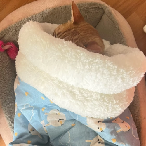 BOLSITA ZEN — Bolsita acogedora y cómoda para gatos