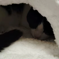 BOLSITA ZEN — Bolsita acogedora y cómoda para gatos