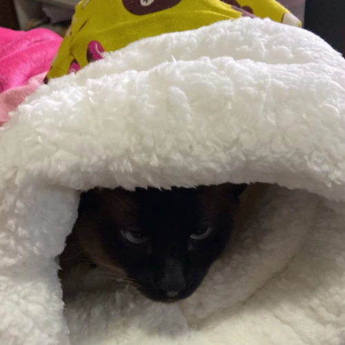 BOLSITA ZEN — Bolsita acogedora y cómoda para gatos