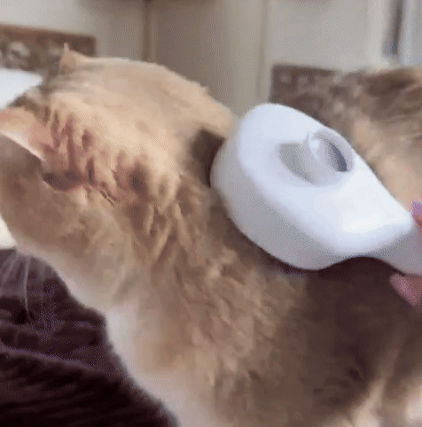 CEPILLO LED — Cepillo de esterilización para un pelaje suave y saludable