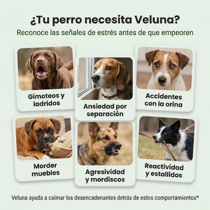 Difusor de Feromonas Veluna para el Alivio de la Ansiedad en Perros