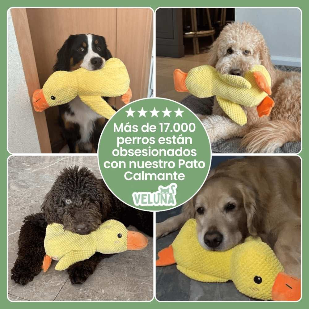 Juguete Pato Calmante de Veluna