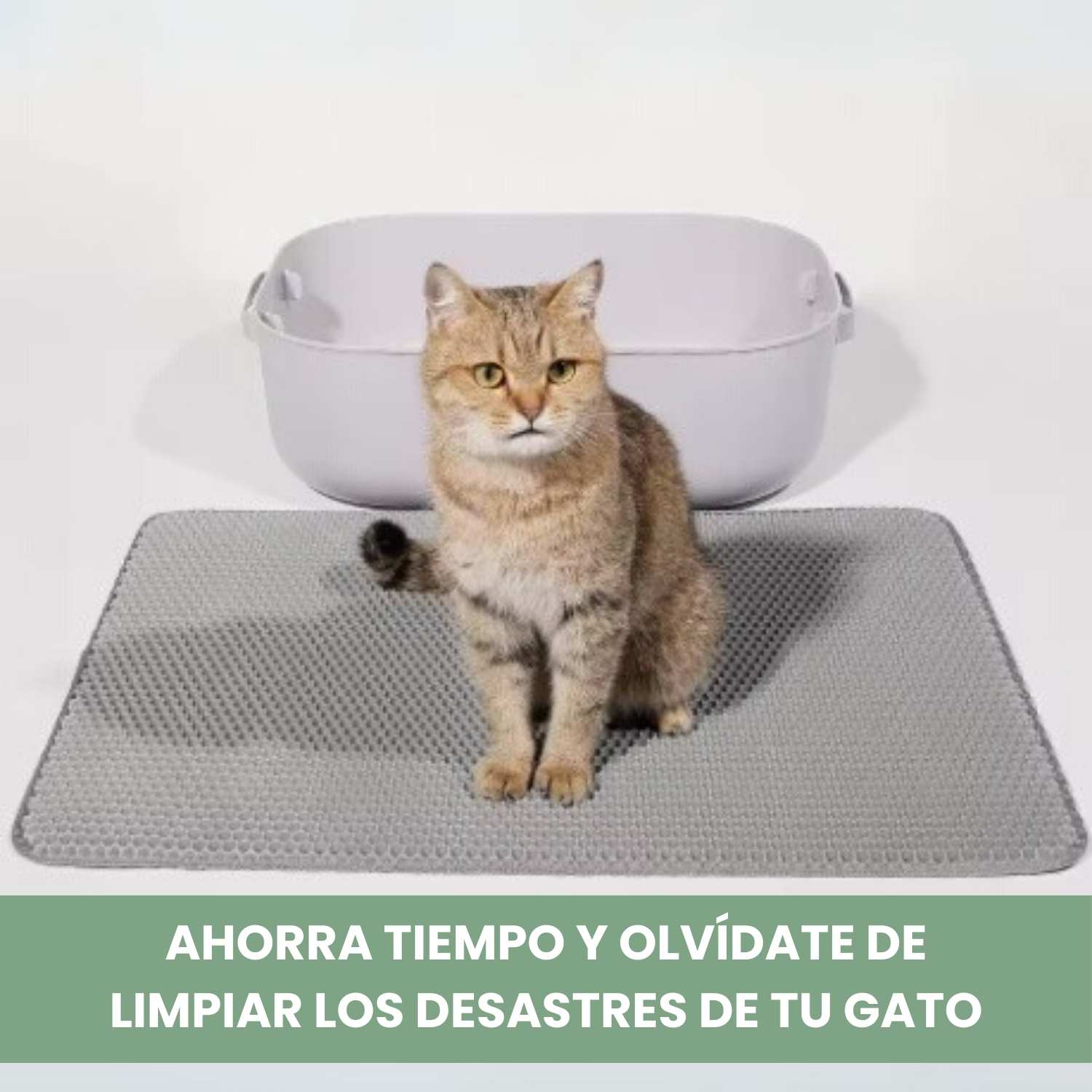 Limpiar Caja Como Limpiar La Arenera Del Gato Como Mantener El